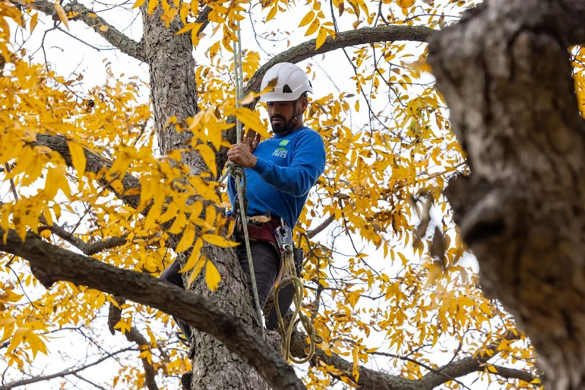 Skilled Tree Planing crew working in Wakefield